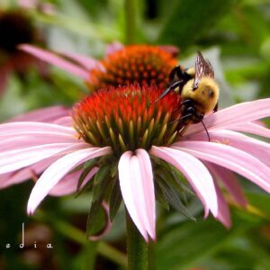 abeja sobre flor rosa en jardin