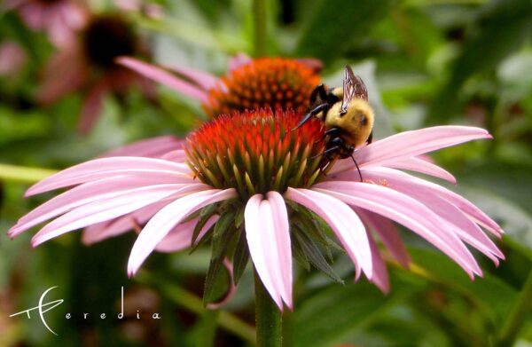 abeja sobre flor rosa en jardin